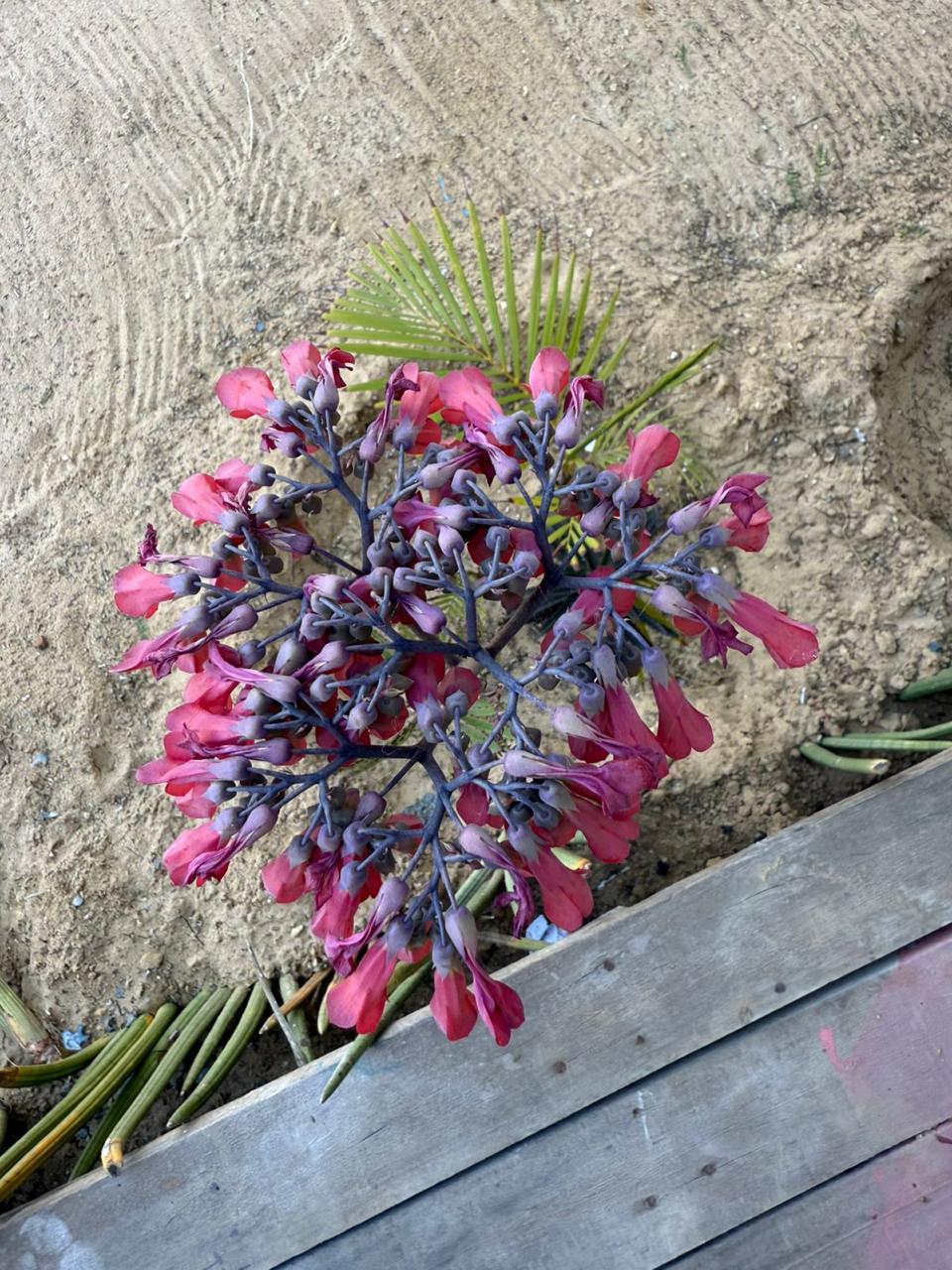 Detalhe de flores tropicais